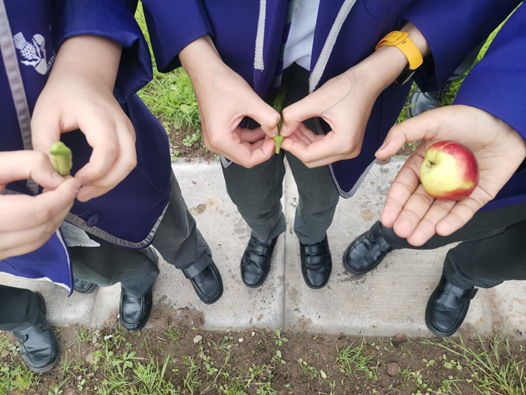 The hands of students holding produce from the allotment